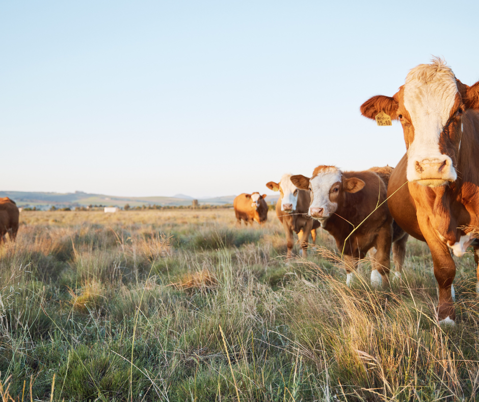 farm animals in your estate plan